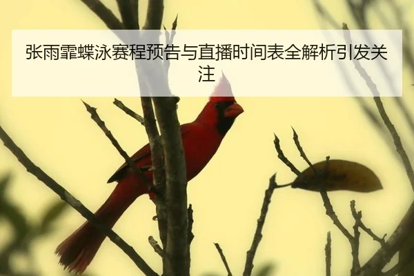 张雨霏蝶泳赛程预告与直播时间表全解析引发关注